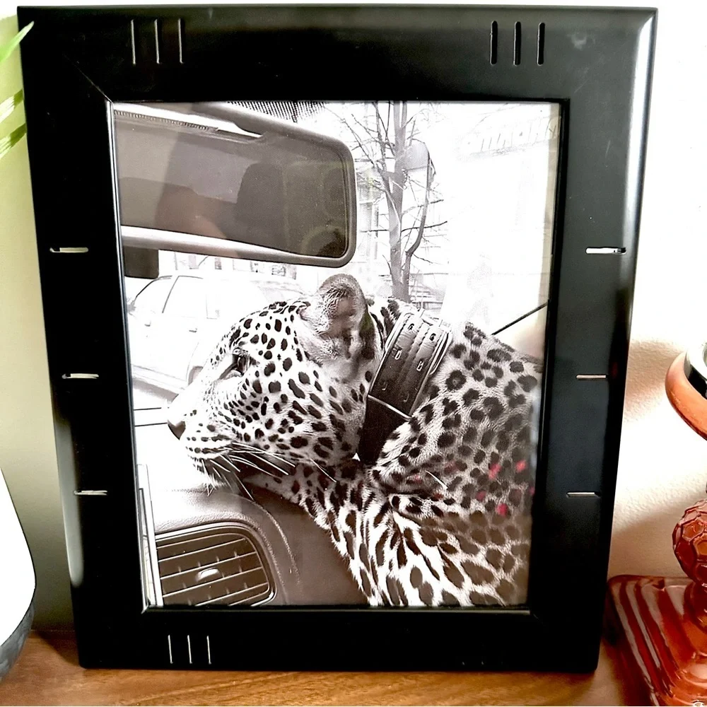 Wild Cat in the City Panther Cheetah Leopard Collar Car B/W Canvas Framed Print